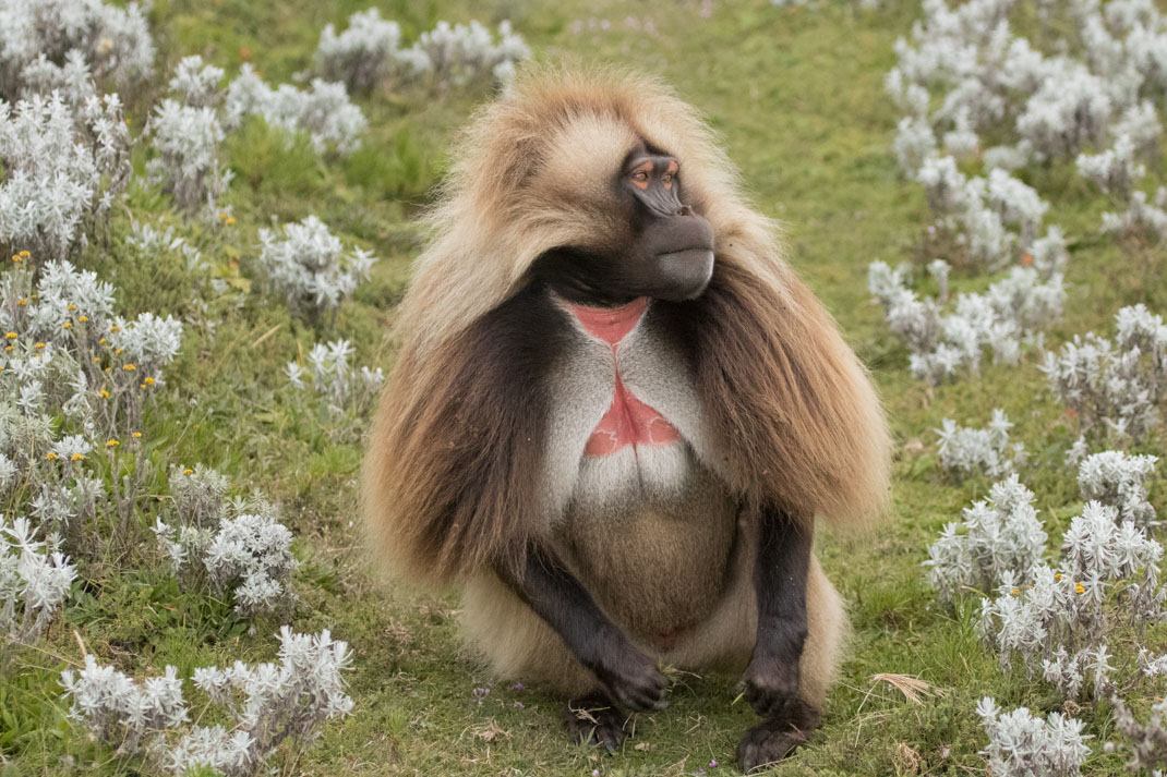 A male Gelada Baboon at Menz Guassa, Ethiopia - The best place to find the Ethiopian Wolf