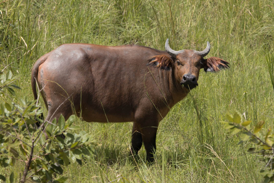 Forest buffalo, Lope National Park, Gabon