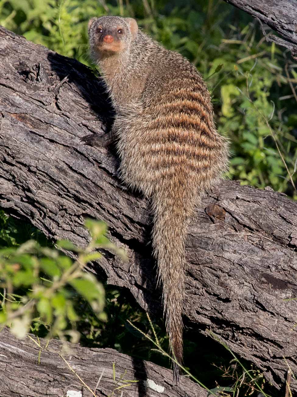 Banded Mongoose, Etosha National Park