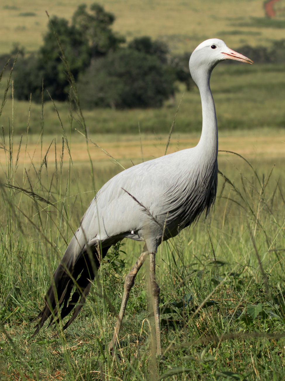 Blue Crane - Mlilwane Wildlife Sanctuary