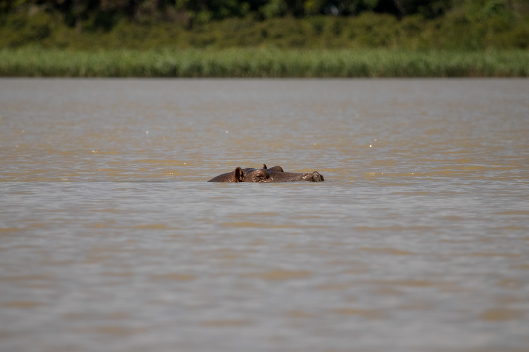 Ethiopian Hippo in Lake Tana