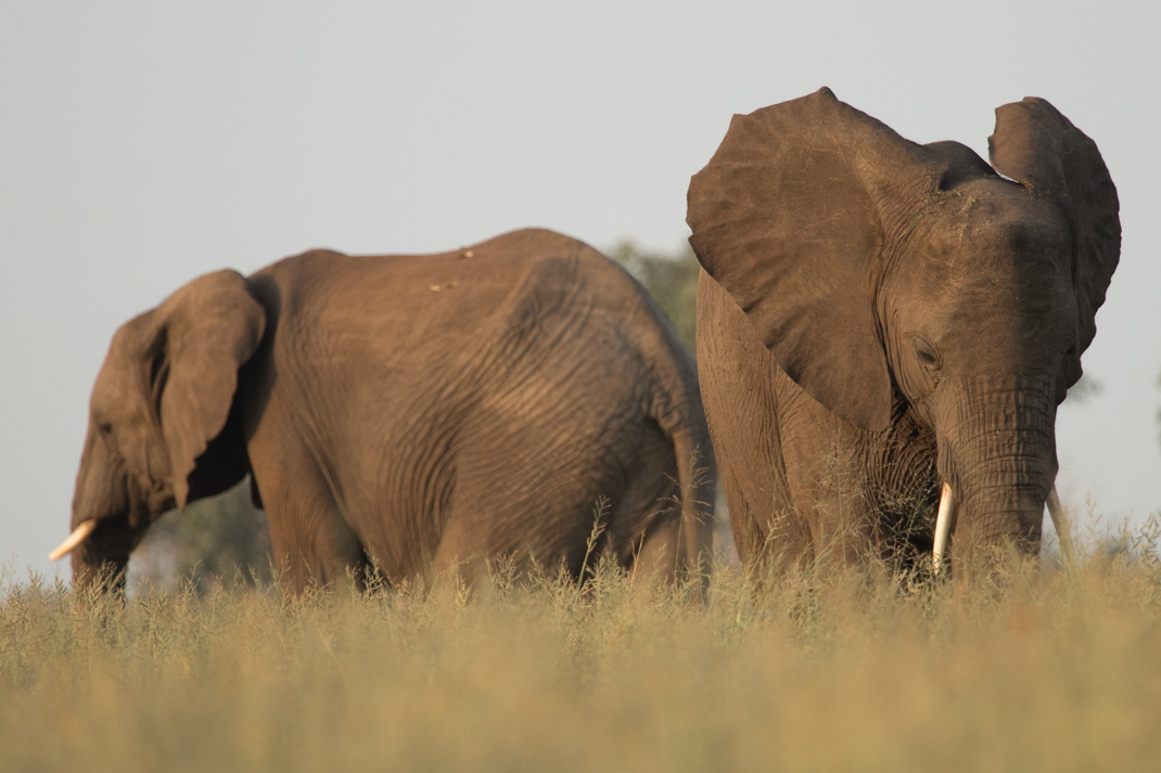 elephant at Kruger National Park