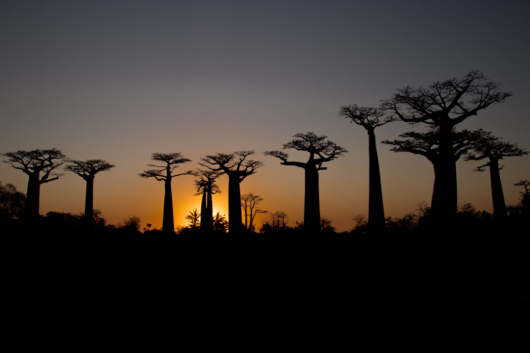 Avenue of the Baobabs sunset