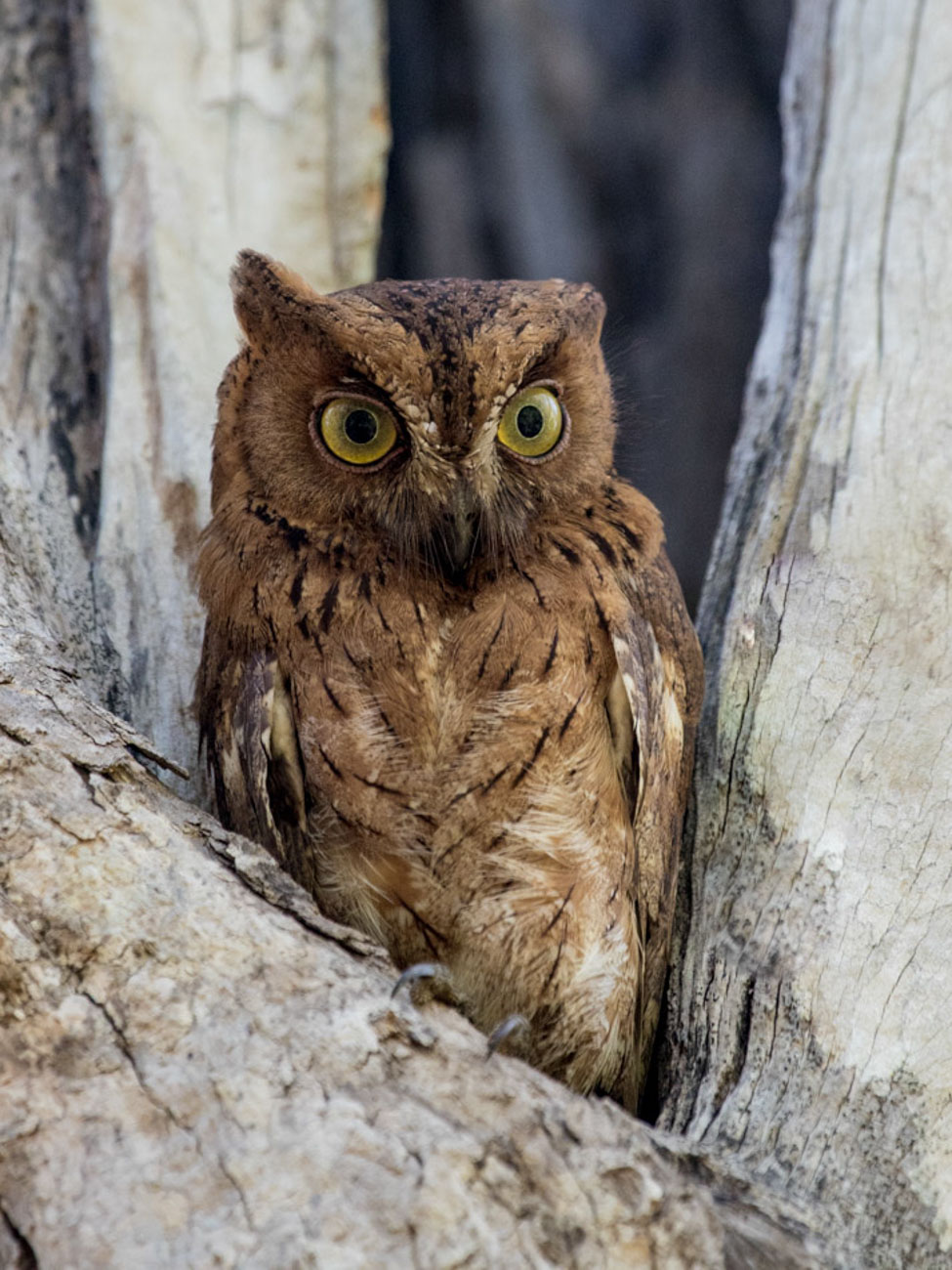 Malagasy Scops owl in Kirindy Forest