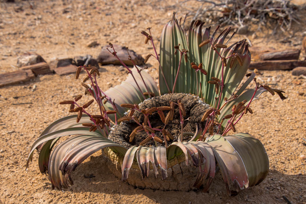 Welwitschia Namibia Damaraland and the Skeleton Coast