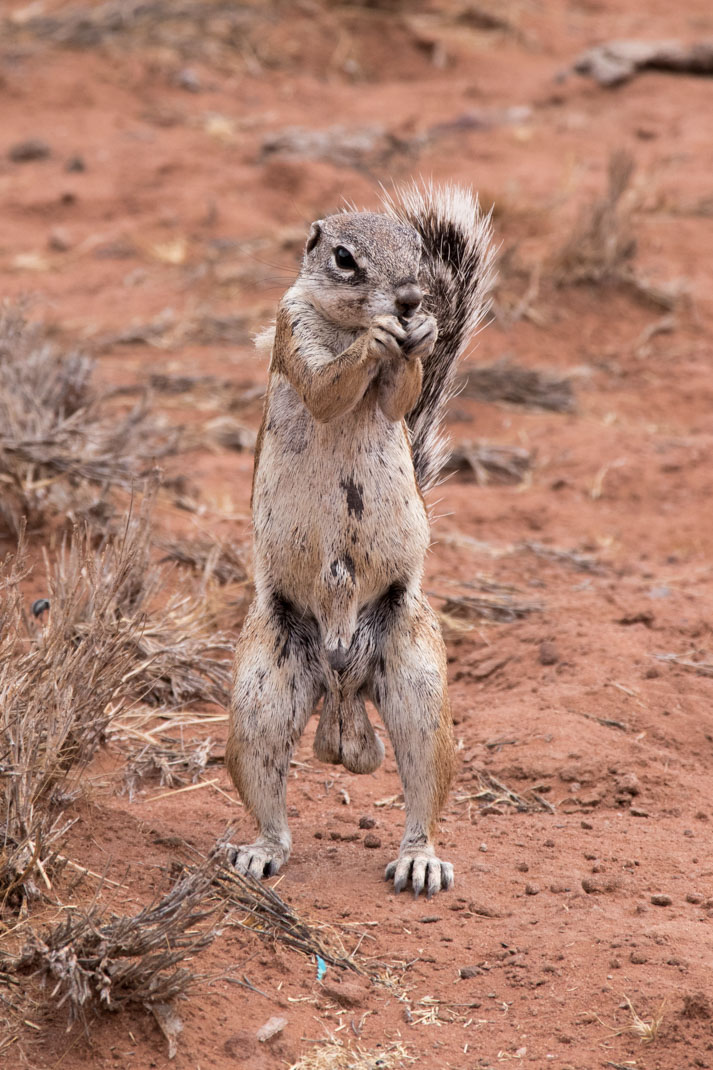 Ground squirrel Damaraland and the Skeleton Coast