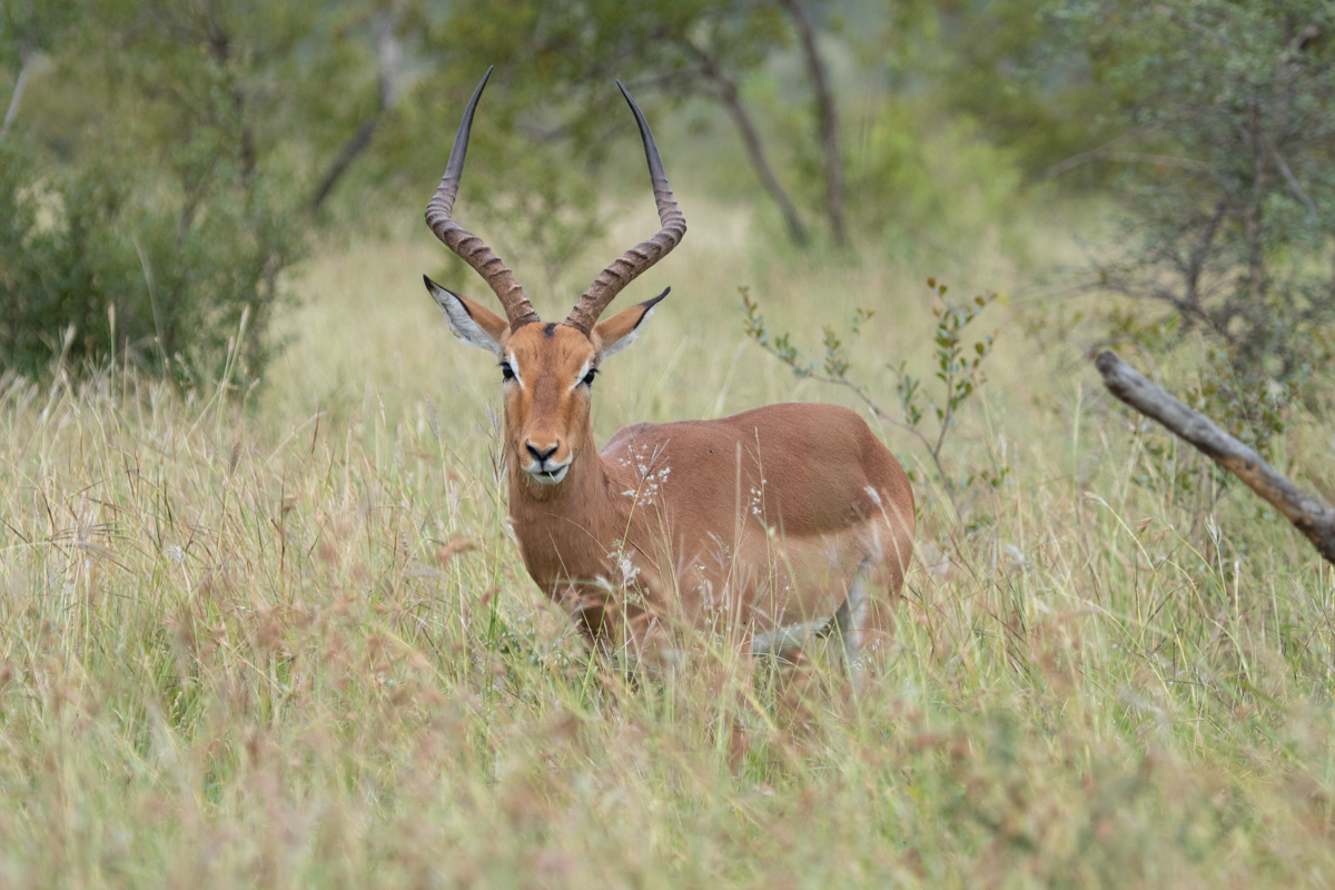 Impala, Kruger National Park