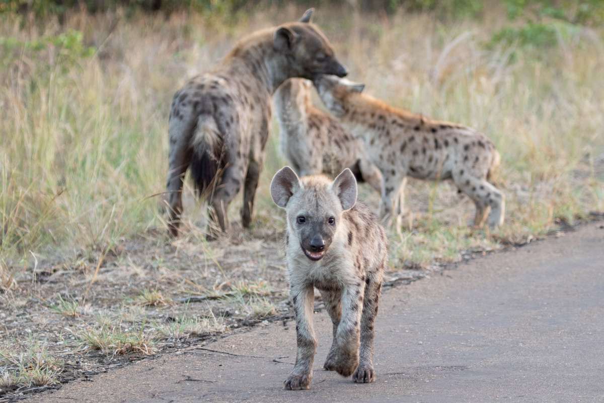 Hyena, Kruger National Park