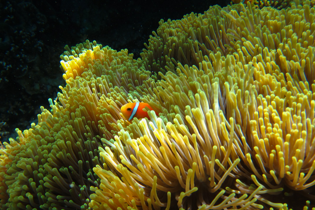 Black-Footed Anemonefish