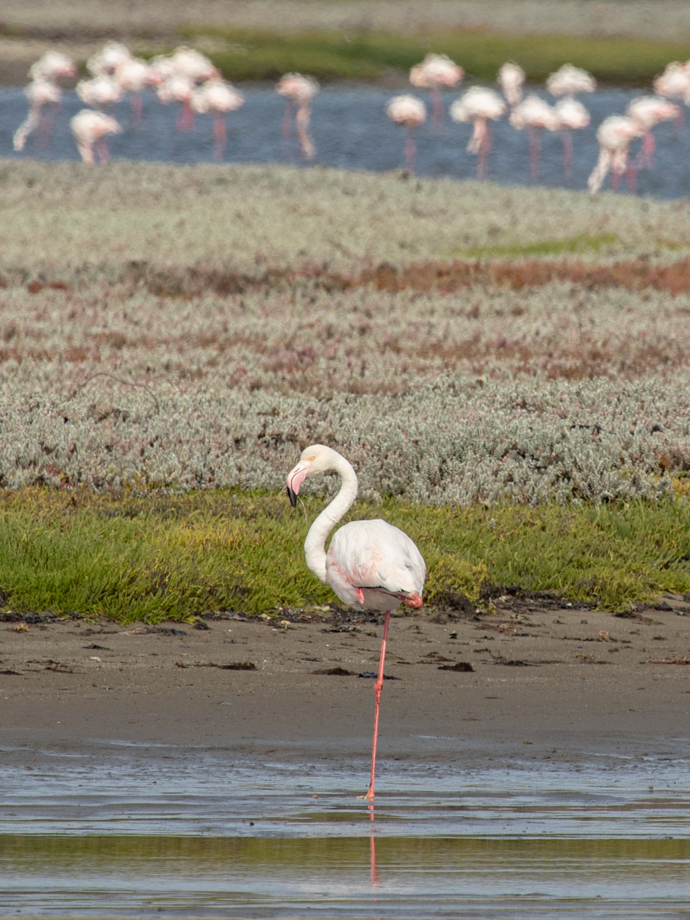 Flamingo's on the Luderitz Peninsular