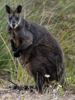 How tell Victorian Wallabies apart - Swamp Wallaby
