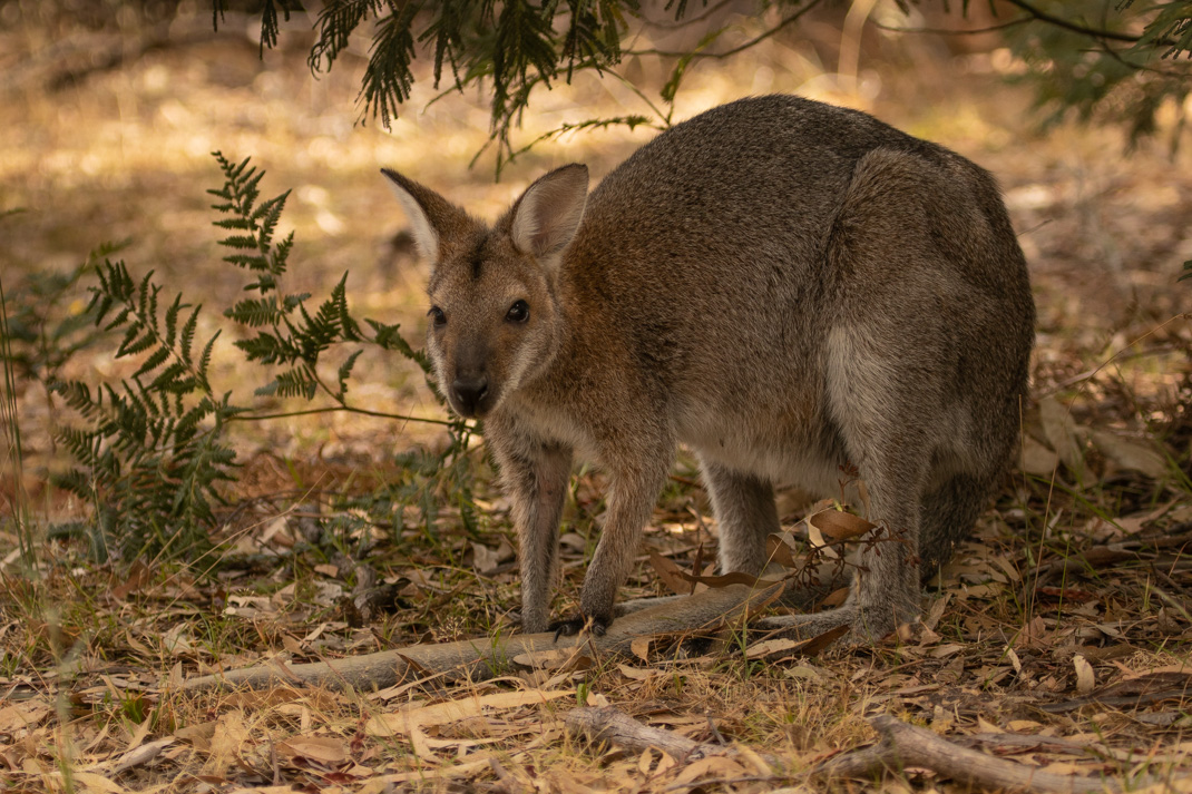 Red-Necked Wallaby, Grampians