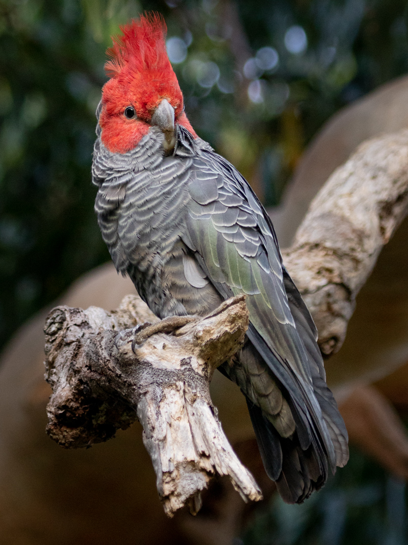 Gang-gang Cockatoo - Male, Great Otway National Park