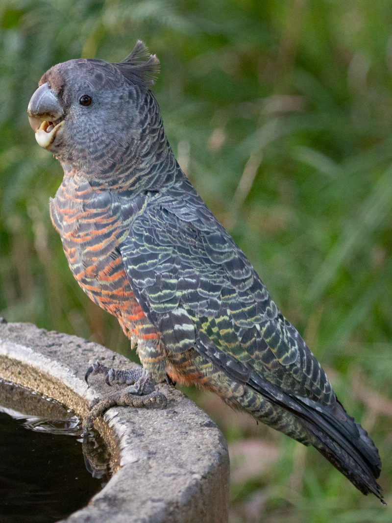 Gang-gang Cockatoo - Female, Great Otway National Park