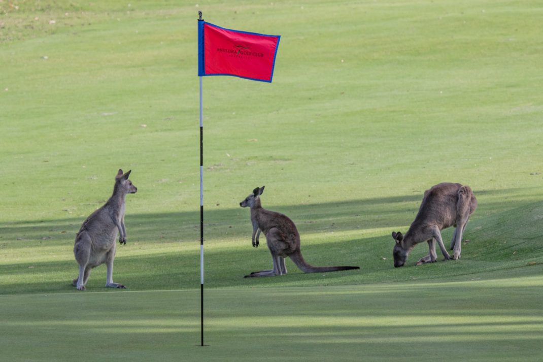 Kangaroos at Anglesea Golf Club