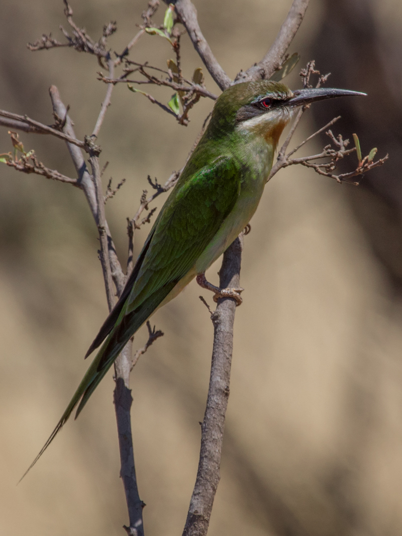 Madagascar Bee-eater, Ankarafantsika National Park