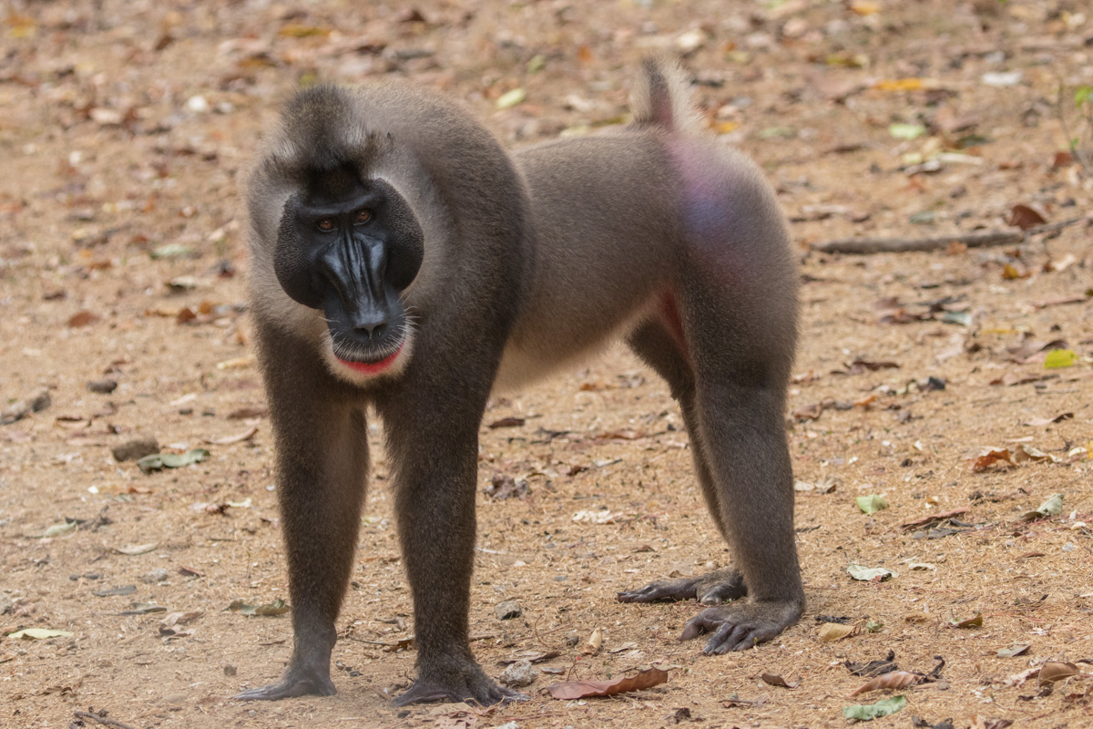 Drill Monkey, Nigeria