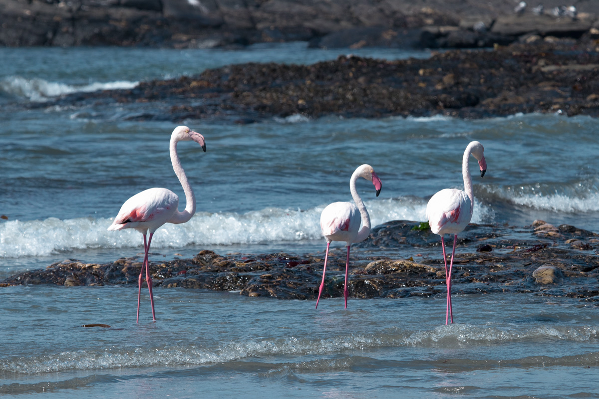 3 Flamingo's at Big Bay (Grosse Bucht)