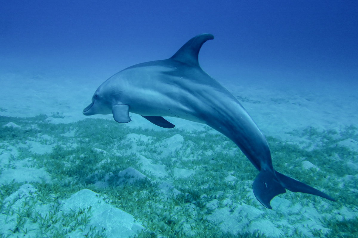 Marsa Mubarak - Bottlenose Dolphin The Red Sea Egypt