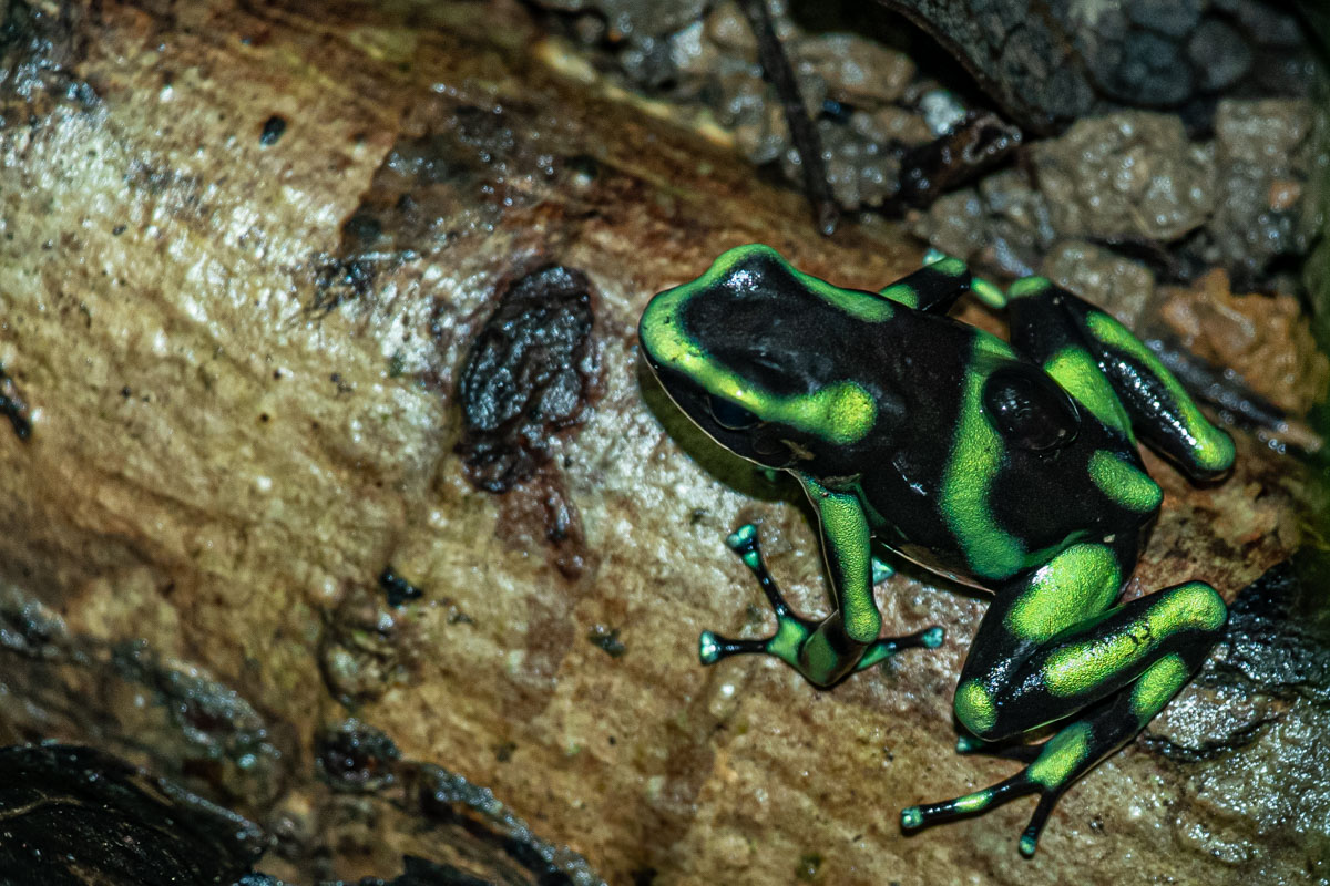 Green & Black Poison Dart Frog Costa Rica