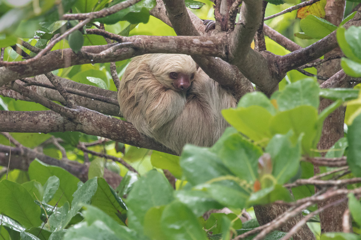 Hoffman's Sloth - Manuel Antonio National Park