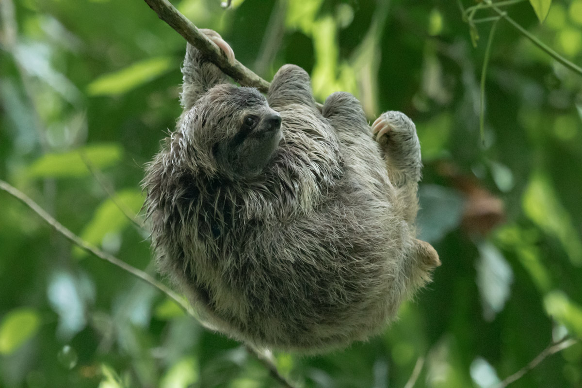 Three-toed Brown Throated Sloth - Manuel Antonio National Park