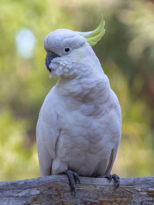 Sulphur-crested Cockatoo - The Grampians Wildlife