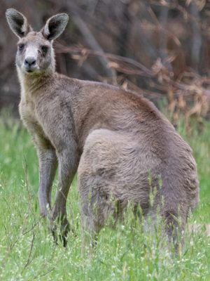 Eastern Grey Kangaroo - Wildlife of the Grampians