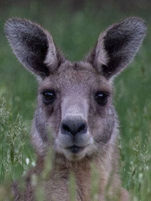 Eastern Grey Kangaroo Headshot
