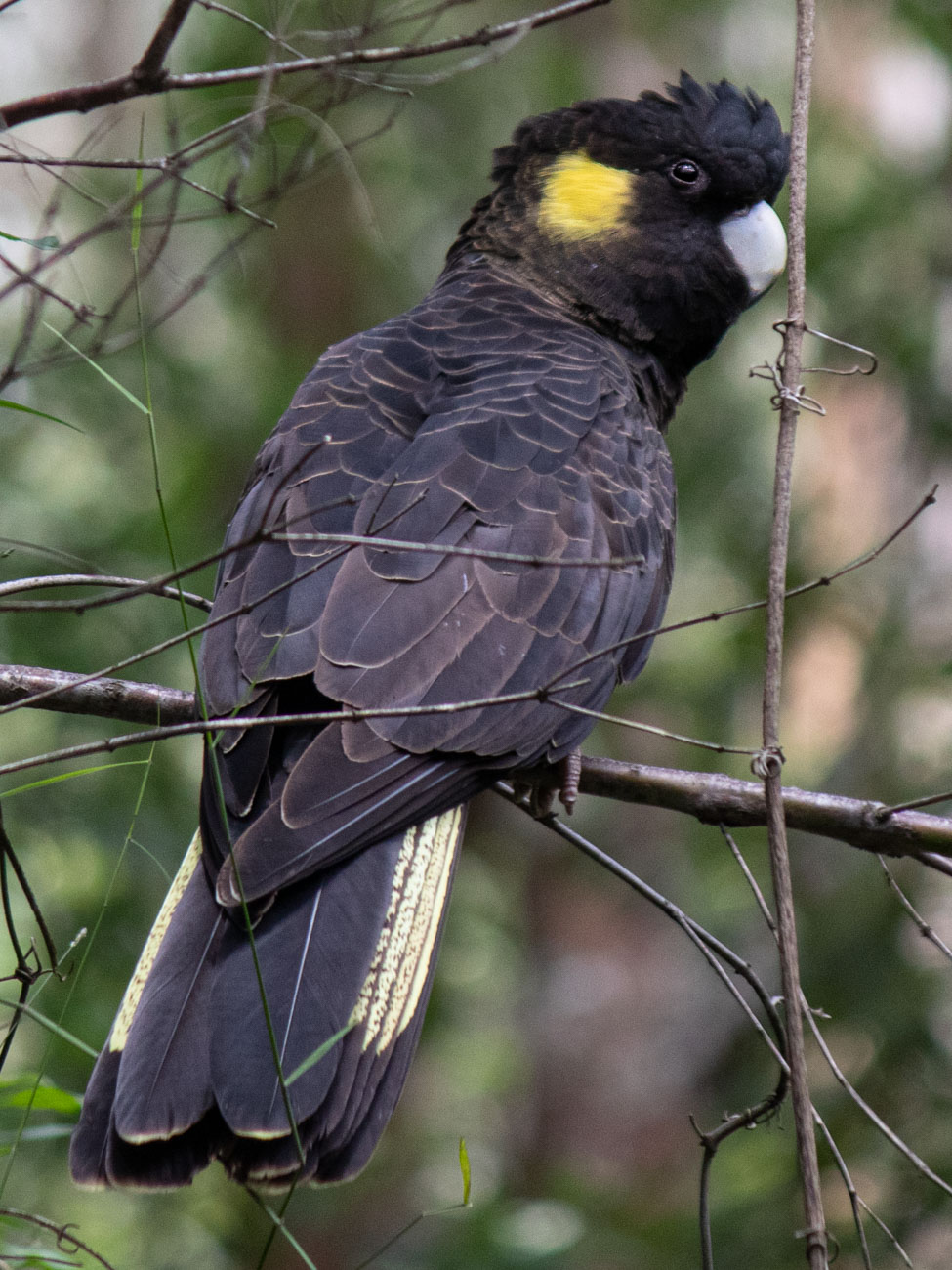 Yellow-Tailed Black Cockatoo at Teddy's Lookout