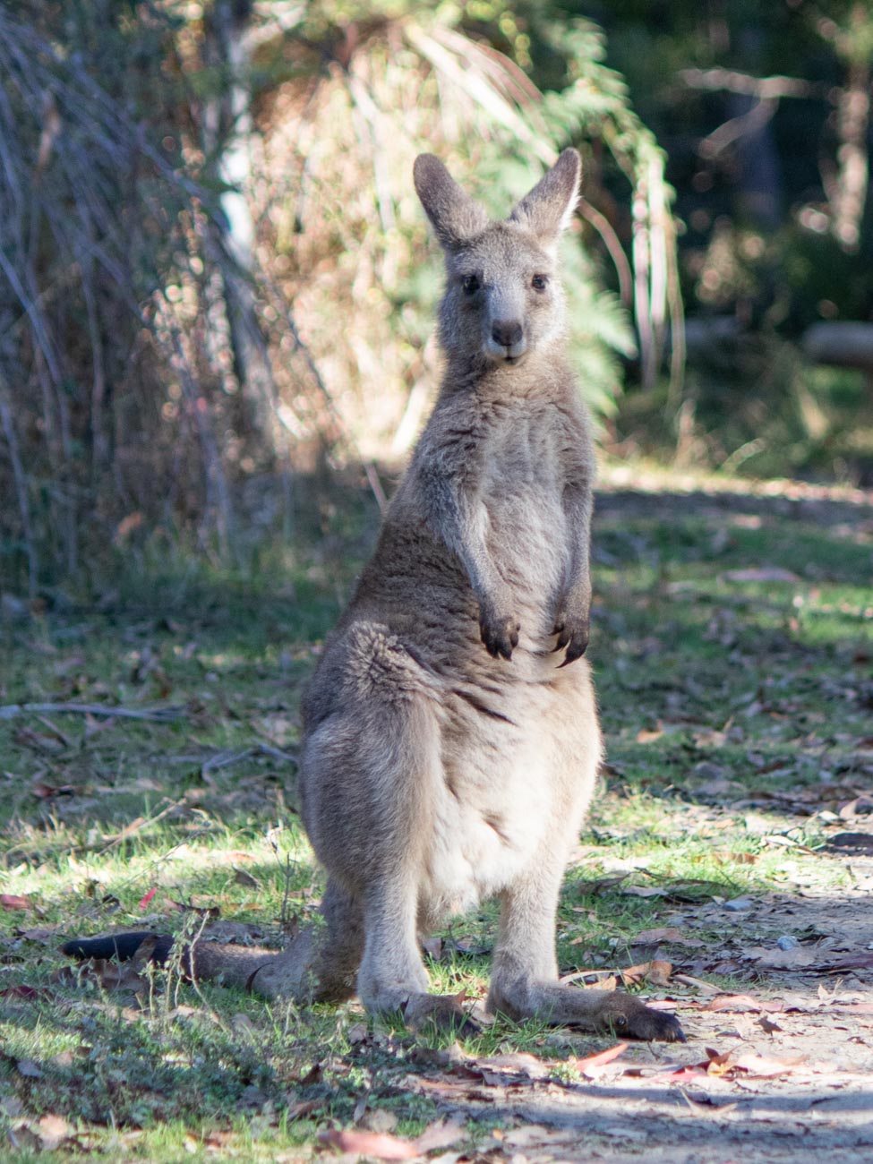 Kangaroo in Cooks Mill Campground