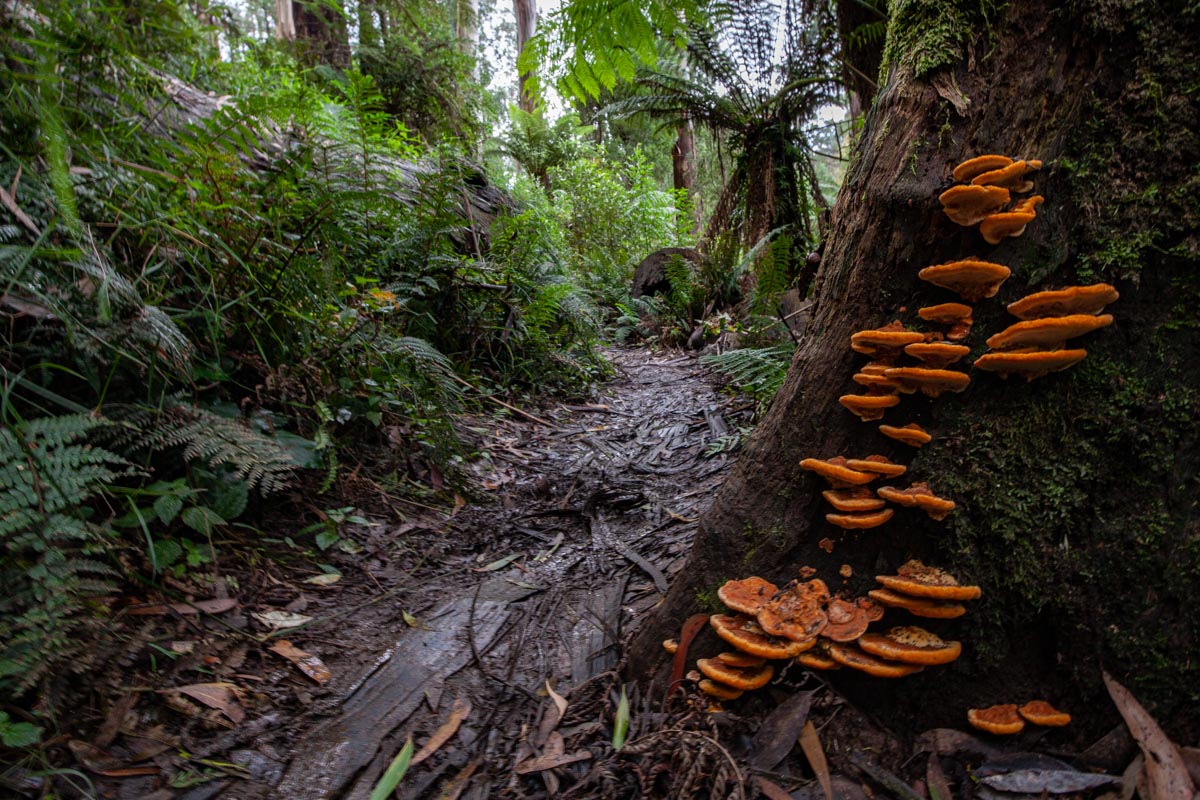 Dandenong Ranges Tourist Track - Fungi