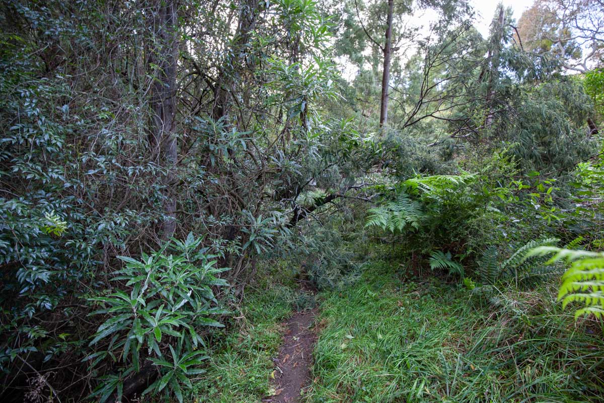 Fallen Tree - Menzies Creek Trail