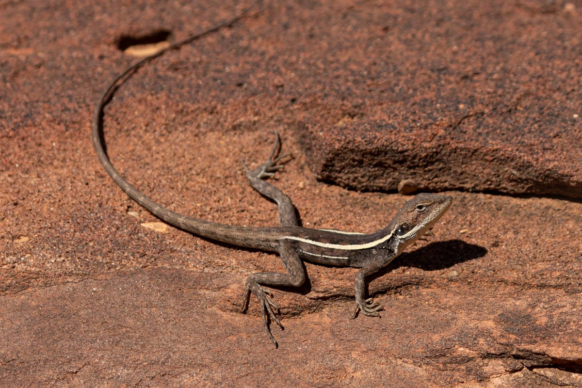 Long-Nosed Water Dragon - Palm Valley, Finke Gorge National Park