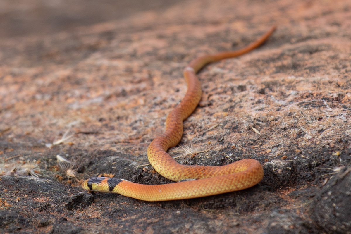 Juvenile Brown Snake - Hiking the Valley of the Winds
