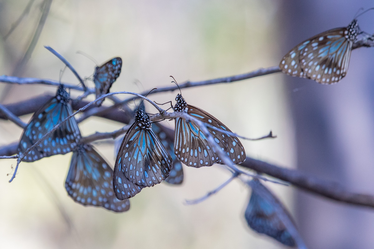 Blue Tiger Butterfly Migration - Agnes Water
