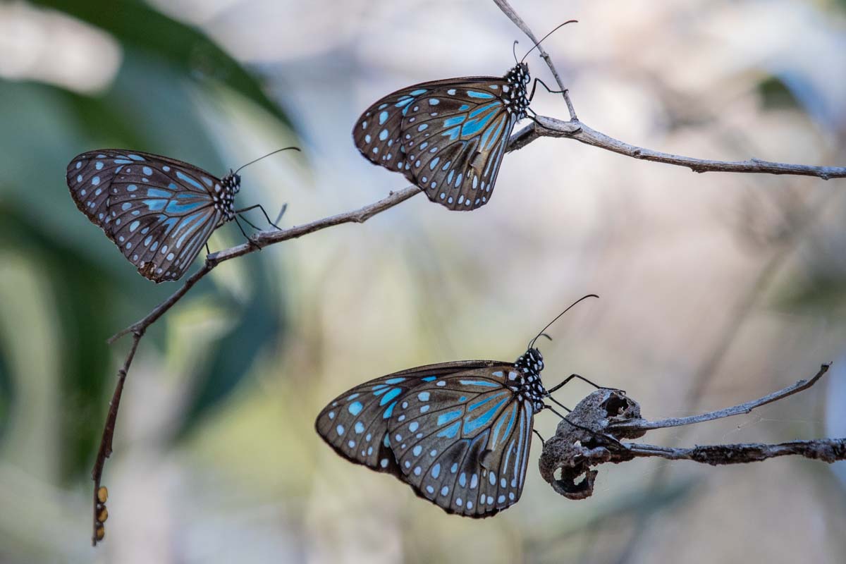 Blue Tiger Butterfly Migration - 1770 Butterfly Walk