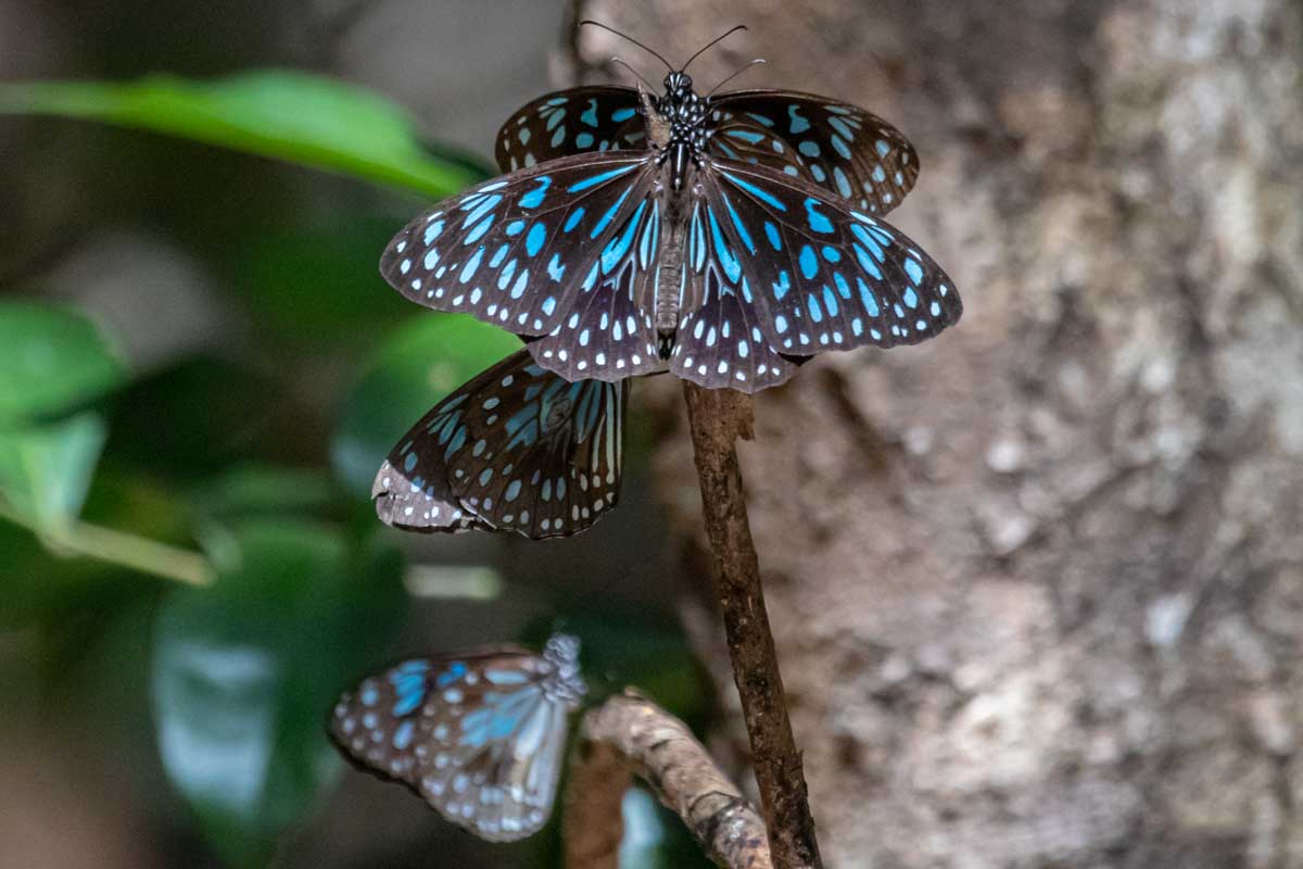 Blue Tiger Butterflies- 1770 Butterfly Walk