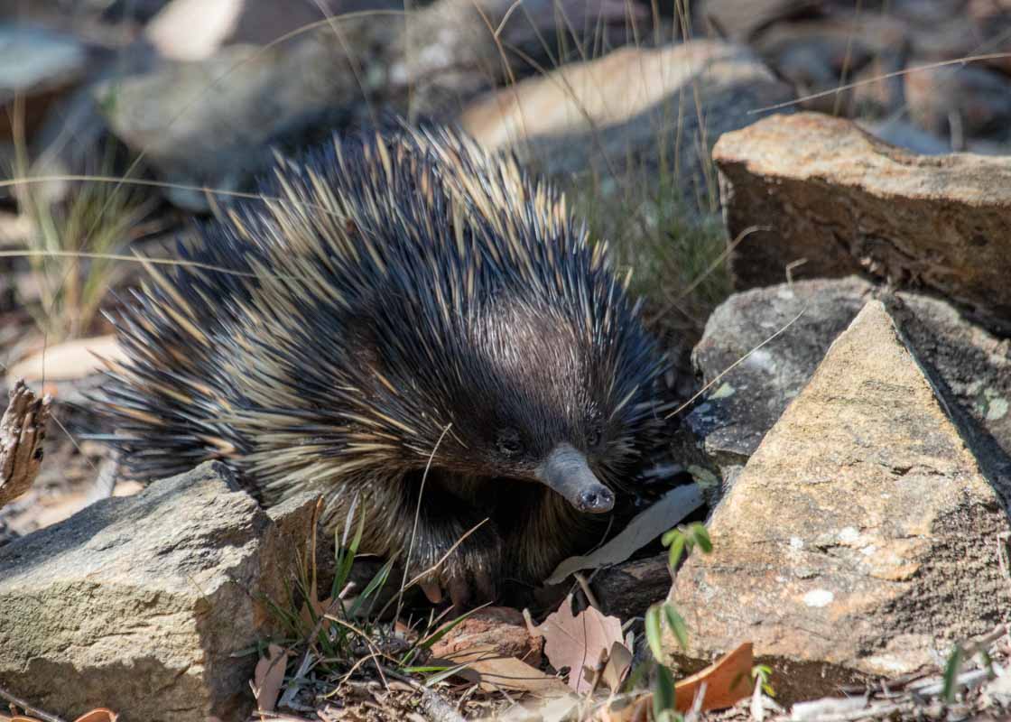 One of the things to do on Great Keppel Island is spotting echidnas