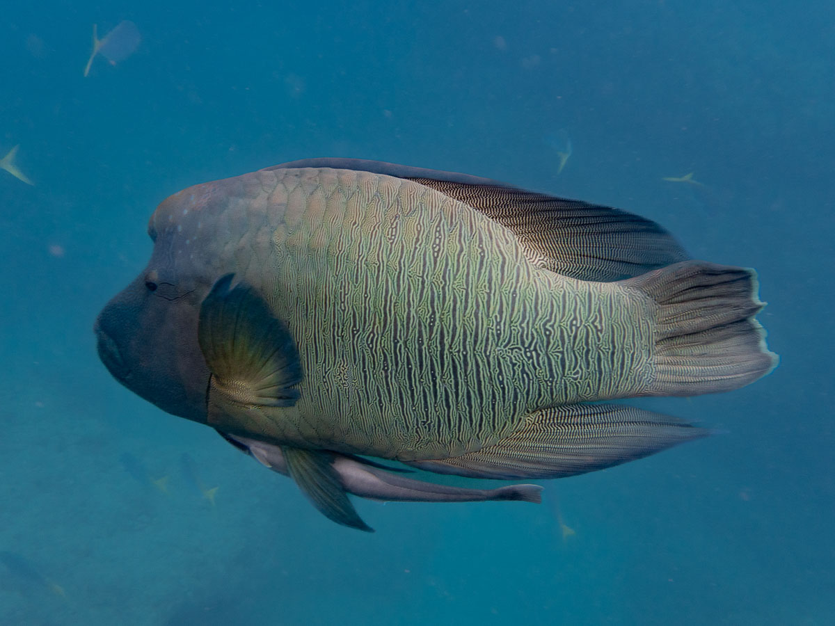 Bump-head Wrasse on the Great Barrier Reef