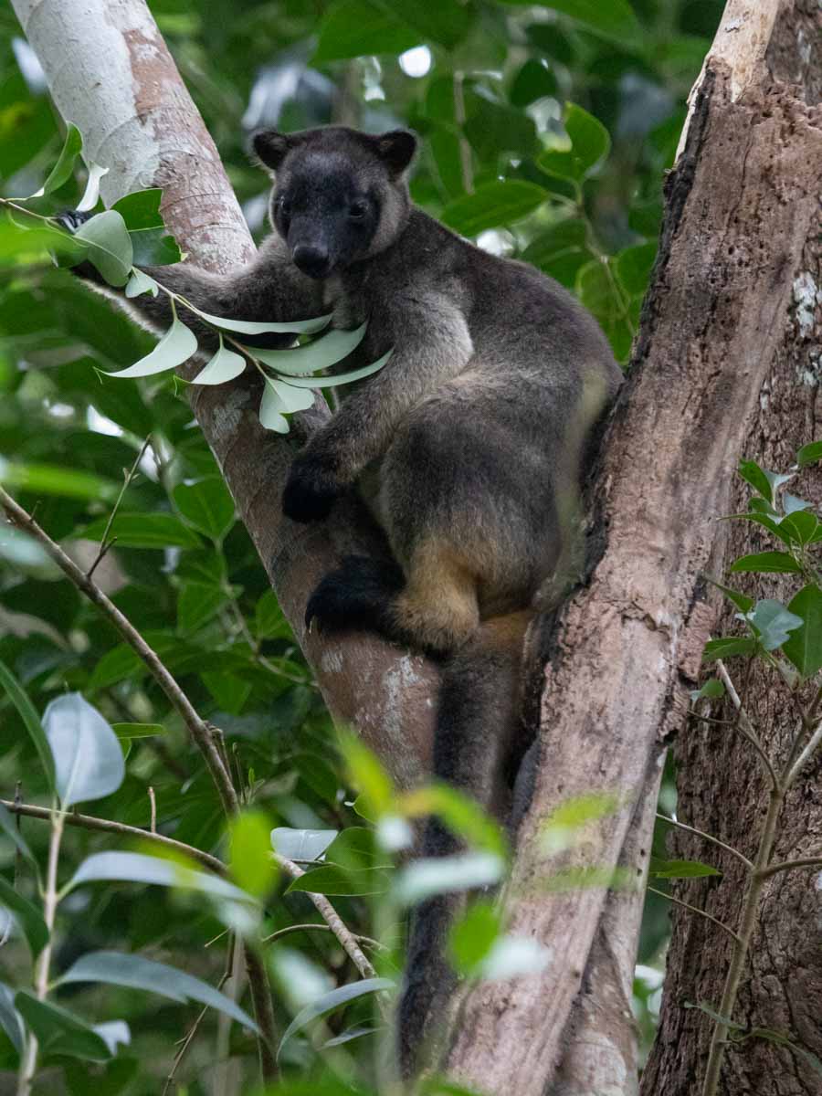 Tree Kangaroo at Peterson Creek