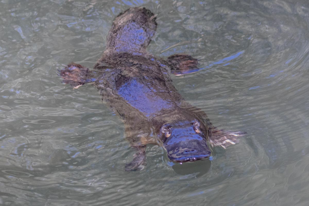 Platypus from Carnarvon National Park one of the best places to find Platypus in Queensland