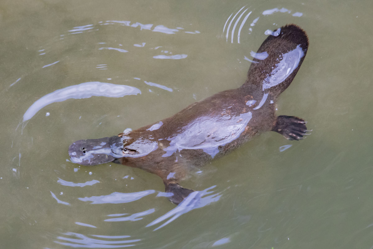 Finding the Platypus of Peterson Creek