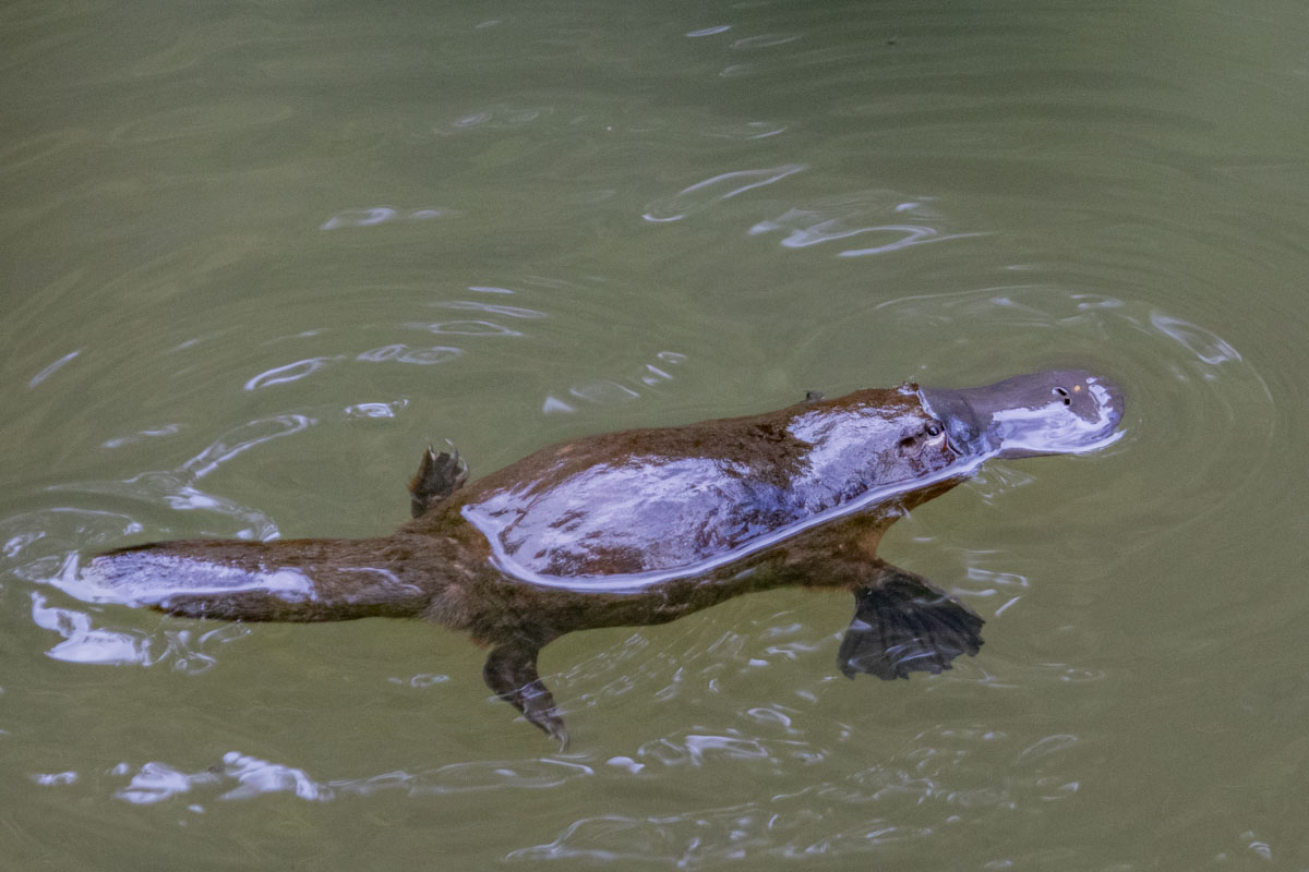 Platypus in the Atherton Tablelands