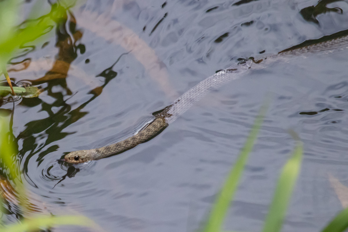 Keelback (Freshwater) Snake - Broken River