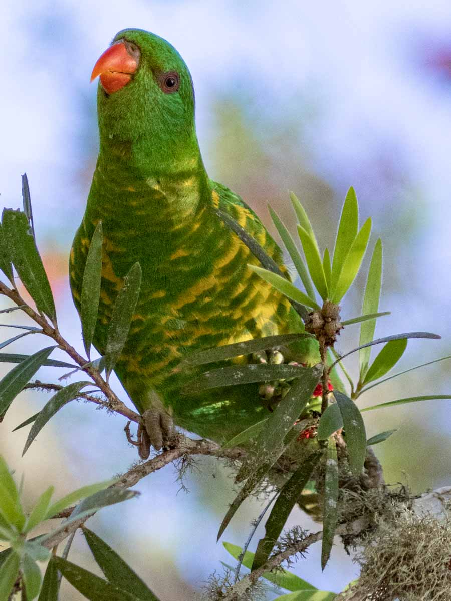 Scaly-breasted Lorikeet in the Atherton Tablelands