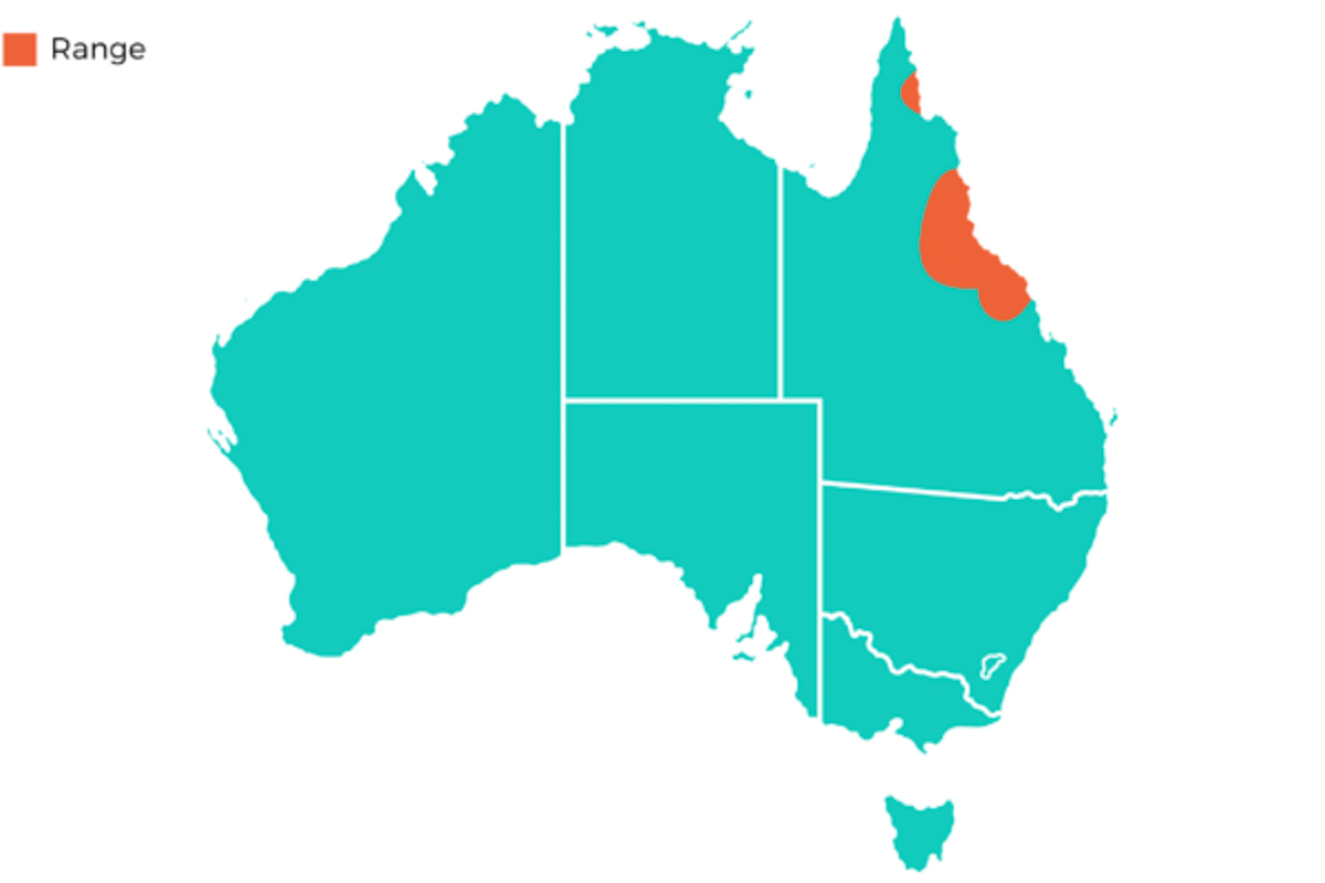 Southern Cassowary distribution map