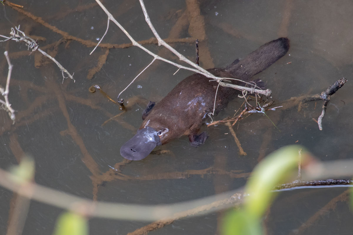 Platypus in the Broken River - Eungella National Park, one of the best places to find Platypus in Queensland
