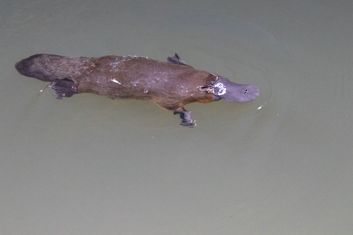 Platypus from the Viewing Platform at Eungella National Park