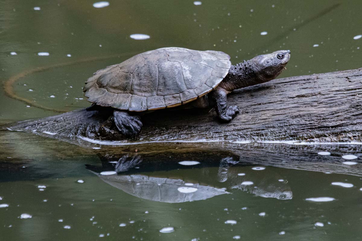 Turtle in the Broken River - Eungella National Park
